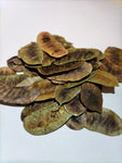 Hojas de Alejandría
