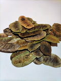 Hojas de Alejandría