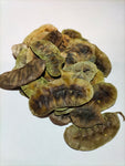 Hojas de Alejandría