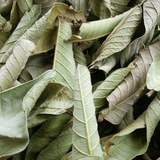 Hoja de guayaba