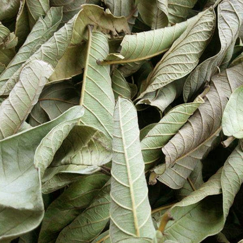 Hoja de guayaba