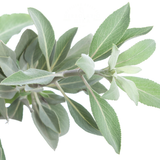 Hierba Salvia blanca