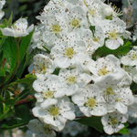 Hierba de Espino Blanco