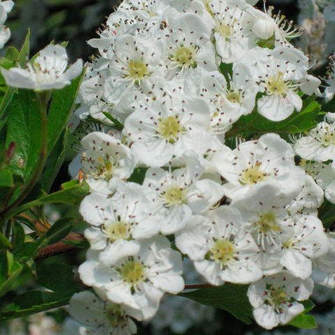 Hierba de Espino Blanco