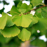 Hierba de Ginkgo Biloba