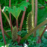 Hierba de Pangue
