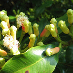 Hierba de Clavillo