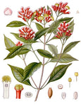 Hierba de Clavillo