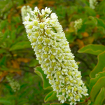 Hierba de Corontillo