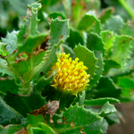 Hierba de Hualtata