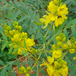 Hojas de Alejandría