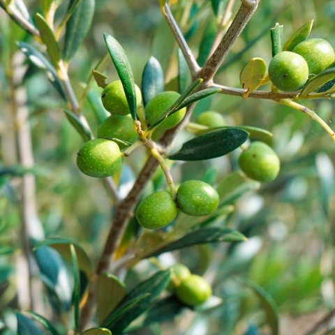 Hierba de Olivo