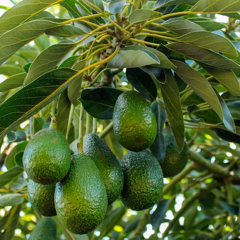Hierba de Palto