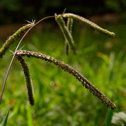 Hierba de Pasto Miel