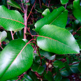 Hierba de Radal