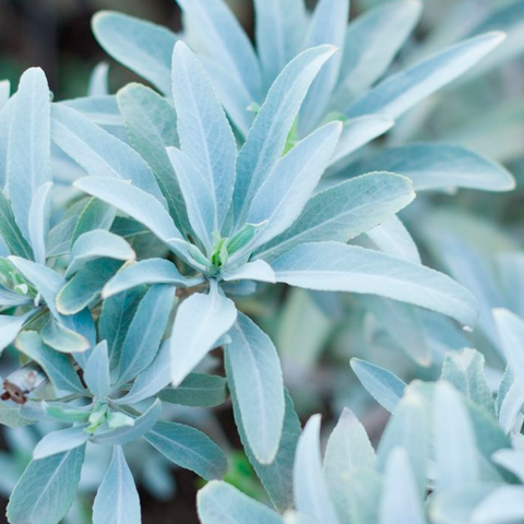 Hierba de Salvia Blanca