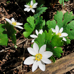 Hierba de Sanguinaria