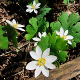 Hierba de Sanguinaria