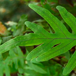Hierba del Lagarto