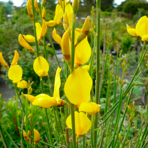 Flores de Retamo