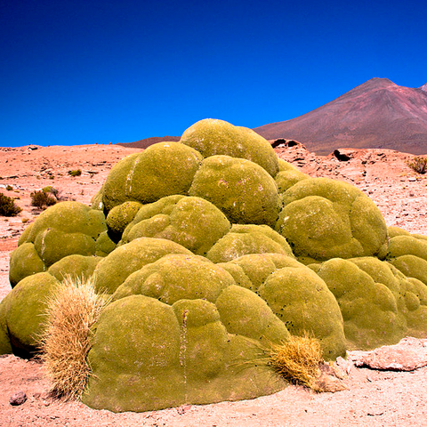 Hierba de Yareta