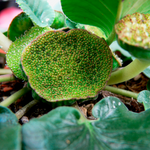 Hierba Contrayerba
