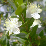 Hierba de Arrayán