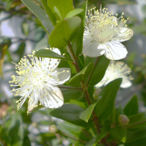 Hierba de Arrayán | Herbolario Mika – Tienda Mika Chile